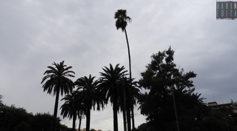 Bari, la storia della pi� alta palma di piazza Aldo Moro: salvata da morte sicura 55 anni fa